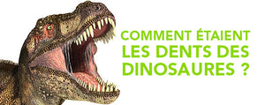 Comment étaient les dents des dinosaures ?